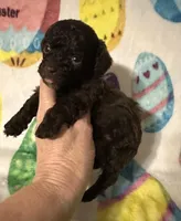 Tucker , a male Poodle - Toy  for sale in Laurel, MS – Photo 3 of 3