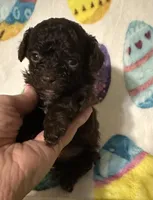 Tucker , a male Poodle - Toy  for sale in Laurel, MS – Photo 1 of 3