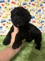 Milo , a female Morkie for sale in Laurel, MS – 7 of 7