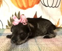 Paisley , a female Miniature Schnauzer for sale in Laurel, MS – 4 of 8