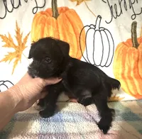Jett, a male Miniature Schnauzer for sale in Laurel, MS – 7 of 7
