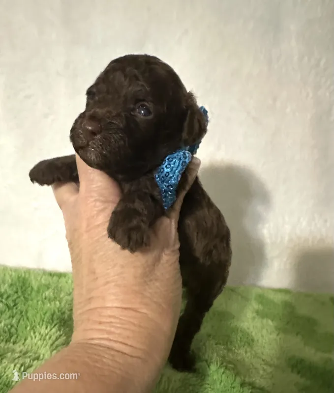 Theo – Poodle - Toy  puppy for sale in Laurel, MS