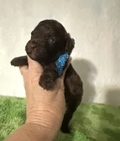 Theo, a male Poodle - Toy  for sale in Laurel, MS – 1 of 7