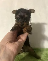 Sammy, a male Yorkshire Terrier for sale in Laurel, MS – 7 of 10
