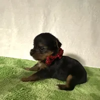 Sawyer, a male Yorkshire Terrier for sale in Laurel, MS – 10 of 10
