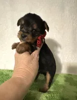 Sawyer, a male Yorkshire Terrier for sale in Laurel, MS – 9 of 10