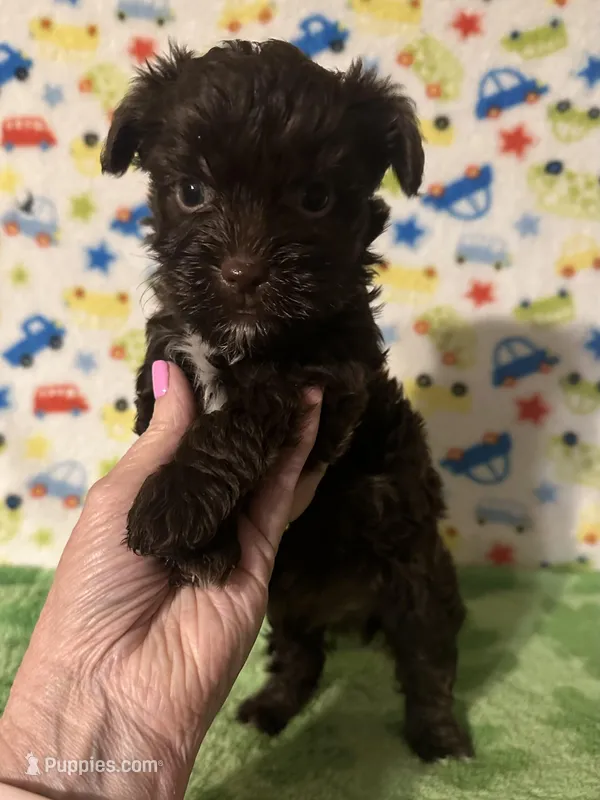 King , a male Yorkshire Terrier for sale in Laurel, MS – Photo 1 of 4