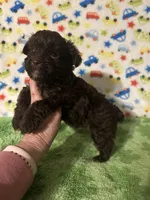 King , a male Yorkshire Terrier for sale in Laurel, MS – Photo 3 of 4