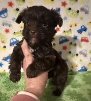 King , a male Yorkshire Terrier for sale in Laurel, MS – Photo 2 of 4