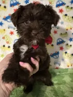 King , a male Yorkshire Terrier for sale in Laurel, MS – Photo 3 of 8
