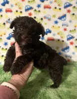 King , a male Yorkshire Terrier for sale in Laurel, MS – Photo 4 of 4