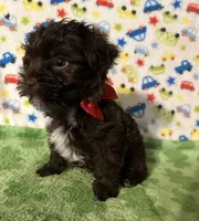 King , a male Yorkshire Terrier for sale in Laurel, MS – Photo 7 of 8
