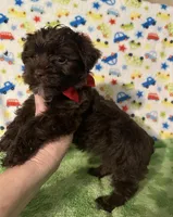 King , a male Yorkshire Terrier for sale in Laurel, MS – Photo 5 of 8