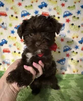 King , a male Yorkshire Terrier for sale in Laurel, MS – Photo 8 of 8
