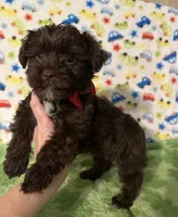 King , a male Yorkshire Terrier for sale in Laurel, MS – Photo 6 of 8