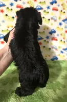 Milo , a female Morkie for sale in Laurel, MS – 3 of 7