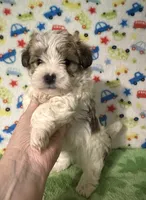 Frankie , a male Morkie for sale in Laurel, MS – 5 of 8