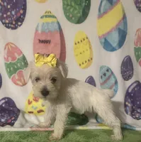 Polly , a female Miniature Schnauzer for sale in Laurel, MS – Photo 6 of 7