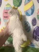 Polly , a female Miniature Schnauzer for sale in Laurel, MS – Photo 7 of 7