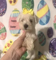 Polly , a female Miniature Schnauzer for sale in Laurel, MS – Photo 1 of 7