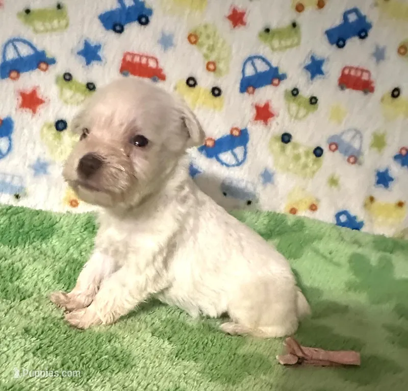 Polly  – Miniature Schnauzer puppy for sale in Laurel, MS