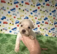 Polly , a female Miniature Schnauzer for sale in Laurel, MS – Photo 6 of 7