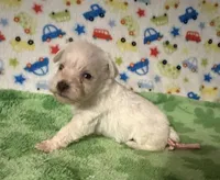 Polly , a female Miniature Schnauzer for sale in Laurel, MS – Photo 3 of 7