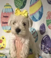 Polly , a female Miniature Schnauzer for sale in Laurel, MS – Photo 3 of 7