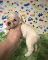Polly , a female Miniature Schnauzer for sale in Laurel, MS – Photo 7 of 7