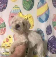 Polly , a female Miniature Schnauzer for sale in Laurel, MS – Photo 2 of 7