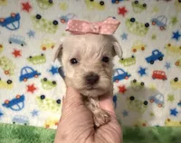 Polly , a female Miniature Schnauzer for sale in Laurel, MS – Photo 2 of 7