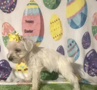 Polly , a female Miniature Schnauzer for sale in Laurel, MS – Photo 4 of 7