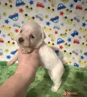 Polly , a female Miniature Schnauzer for sale in Laurel, MS – Photo 4 of 7