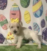 Polly , a female Miniature Schnauzer for sale in Laurel, MS – Photo 5 of 7