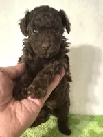 Tiny, a male Poodle - Toy  for sale in Laurel, MS – 2 of 7