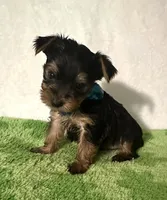 Scout, a male Yorkshire Terrier for sale in Laurel, MS – 2 of 9
