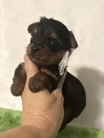 Sammy, a male Yorkshire Terrier for sale in Laurel, MS – 4 of 10