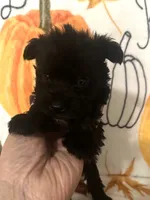 Alvin , a male Miniature Schnauzer for sale in Laurel, MS – 1 of 5