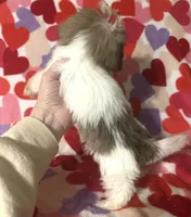 Ava, a female Shih Tzu for sale in Laurel, MS – Photo 7 of 7