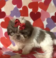 Ava, a female Shih Tzu for sale in Laurel, MS – Photo 2 of 7