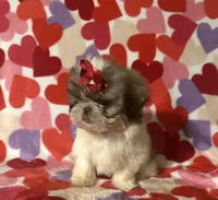 Ava, a female Shih Tzu for sale in Laurel, MS – Photo 3 of 7