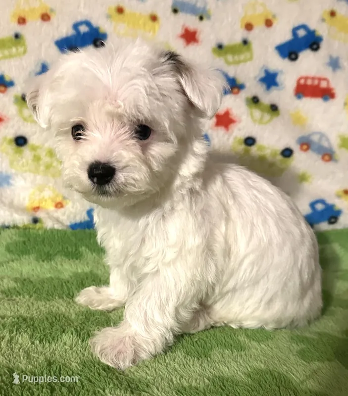 Meeko – Morkie puppy for sale in Laurel, MS