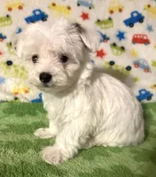 Meeko, a male Morkie for sale in Laurel, MS – 1 of 8