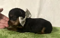 Sammy, a male Yorkshire Terrier for sale in Laurel, MS – 8 of 10