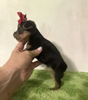 Sadie , a female Yorkshire Terrier for sale in Laurel, MS – 6 of 7