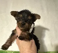 Sammy, a male Yorkshire Terrier for sale in Laurel, MS – 8 of 10