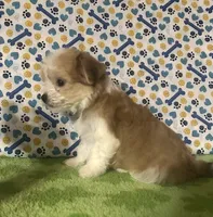 Dipper , a male Maltese and Morkie for sale in Laurel, MS – 2 of 9