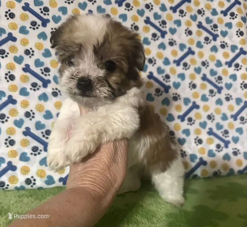 Dinky  – Maltese, Morkie puppy for sale in Laurel, MS