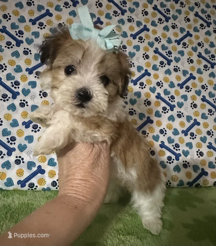 Dolly  – Maltese, Morkie puppy for sale in Laurel, MS