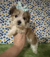 Dolly , a female Maltese and Morkie for sale in Laurel, MS – 1 of 10